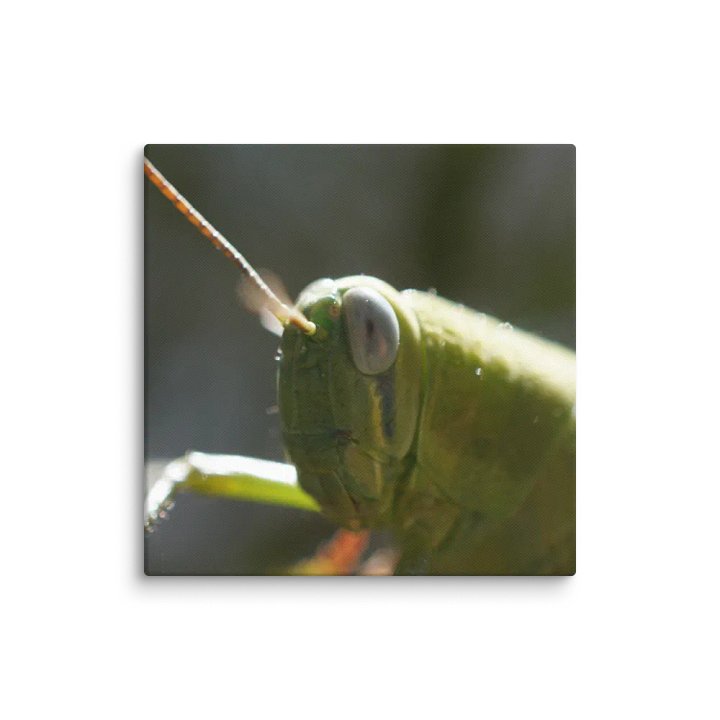 Grasshopper Canvas product image (1)
