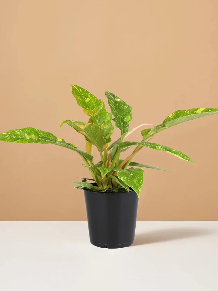 Philodendron Ring of Fire product image (1)