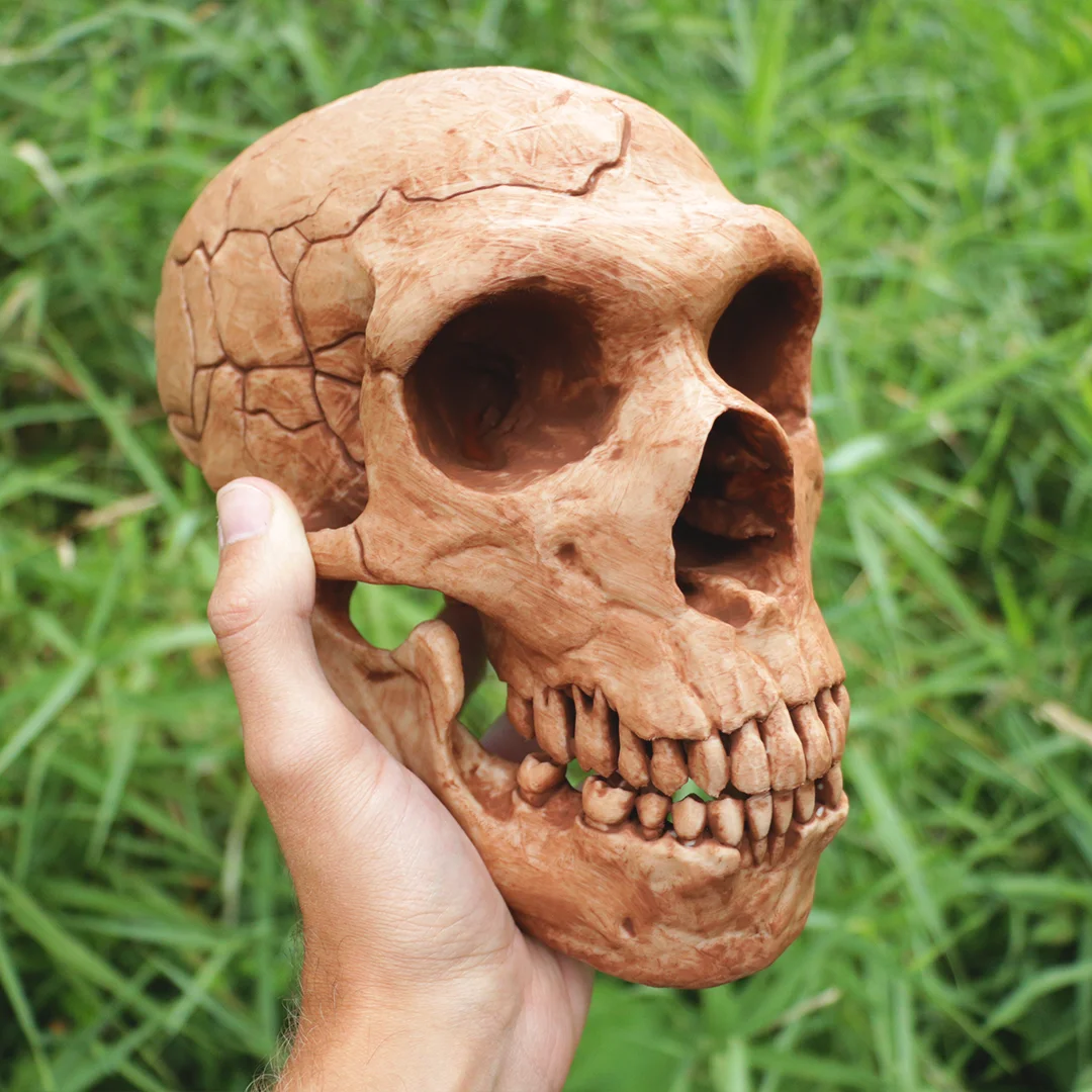 Neanderthal Skull product image (3)