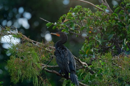 A quiet moment with the Double-crested Cormorant: calm, watchful, and perfectly still in the Florida wild. 🌿

#FloridaWildlif...