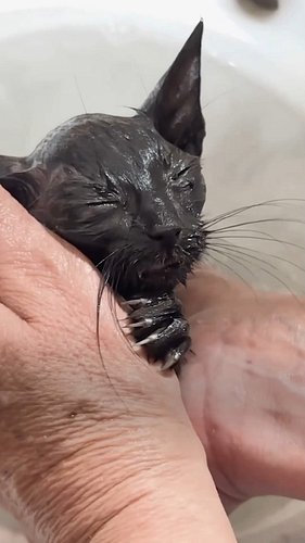 Tiny rescue kitten shocked everyone

Special thanks to Consiglia, Nenne, Cecia and Ragnar:
@benvenutiacasaloro

#kitten #kitt...