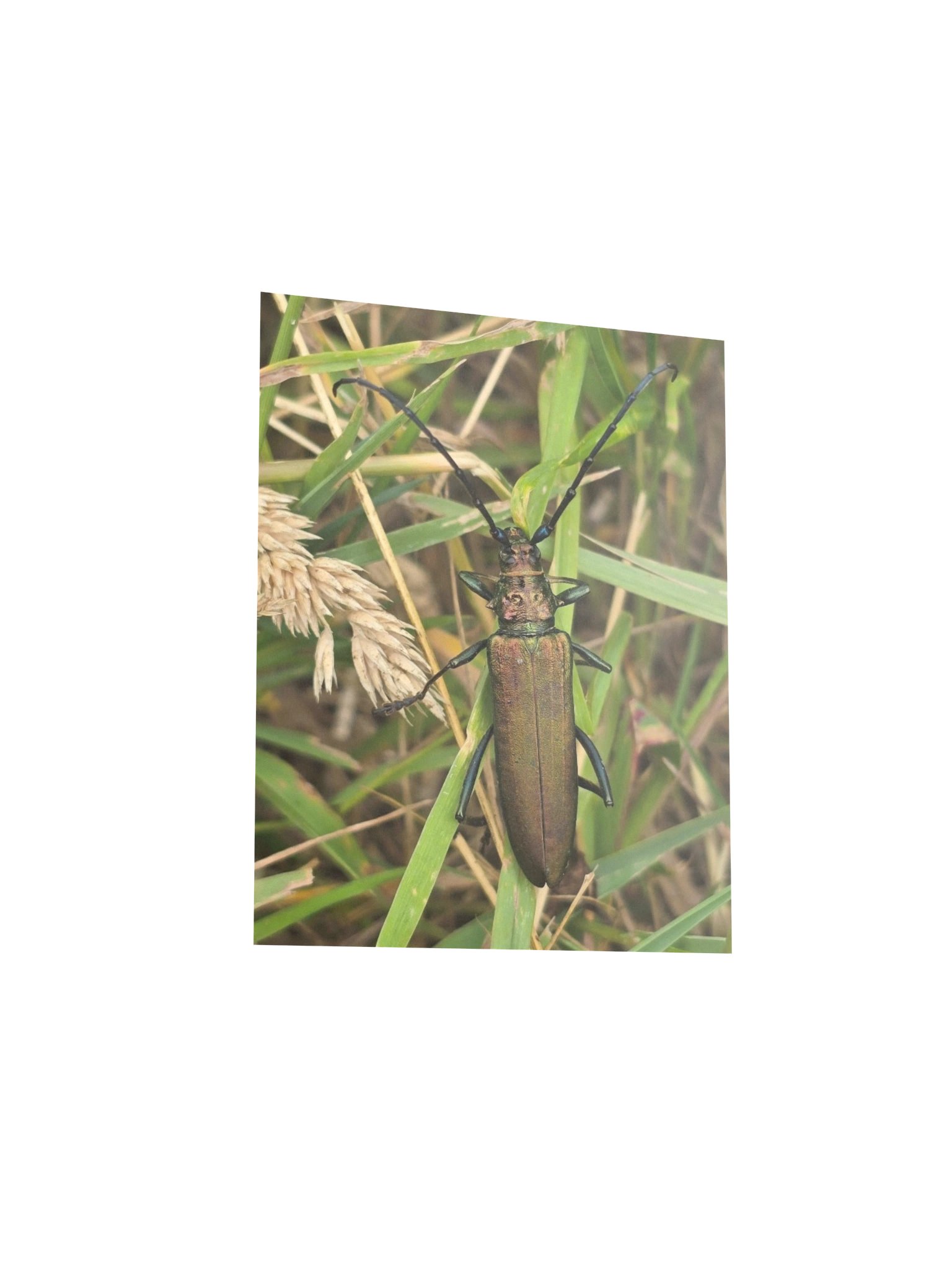 Musk beetle product image (3)