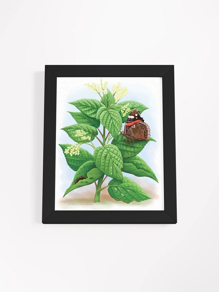 Red Admiral Butterfly & Caterpillar product image (8)