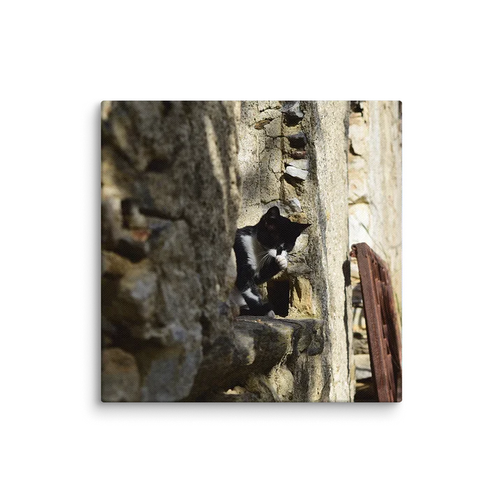 Island cat product image (7)