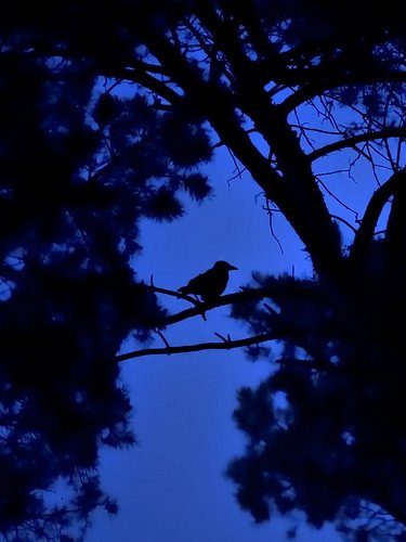 Bird silhouette picture one or two?
Would really like to know what you prefer!
Optional extra task 😉 Fern picture three or fo...