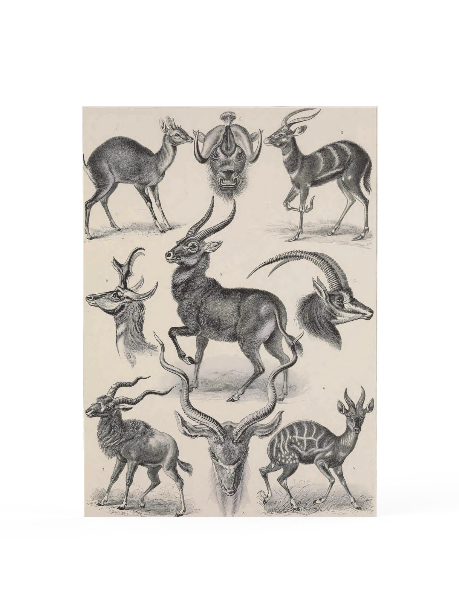 Antilopina; Antilope, Plate 100 – Haeckel Poster product image (1)