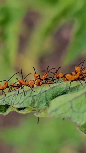 This audio clip from @adtr + my footage of these nymph leaf-footed bugs 🤣

The baby leaf-footed bugs hang out in a group like...