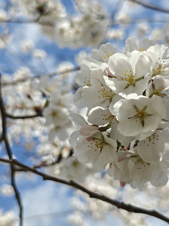 White blossoms