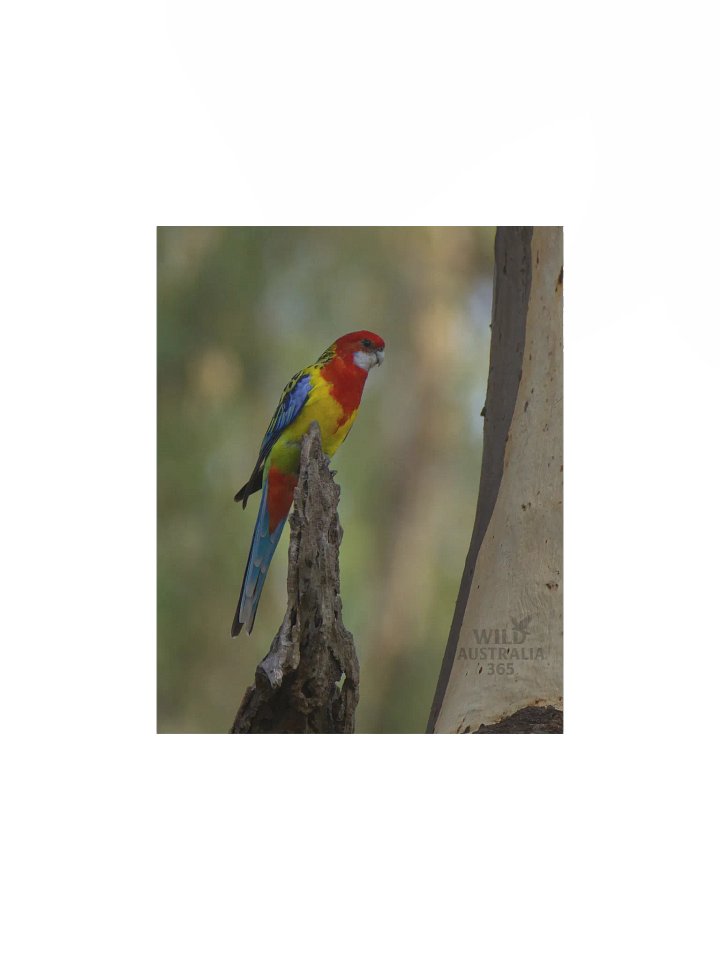 Eastern Rosella. product image (3)