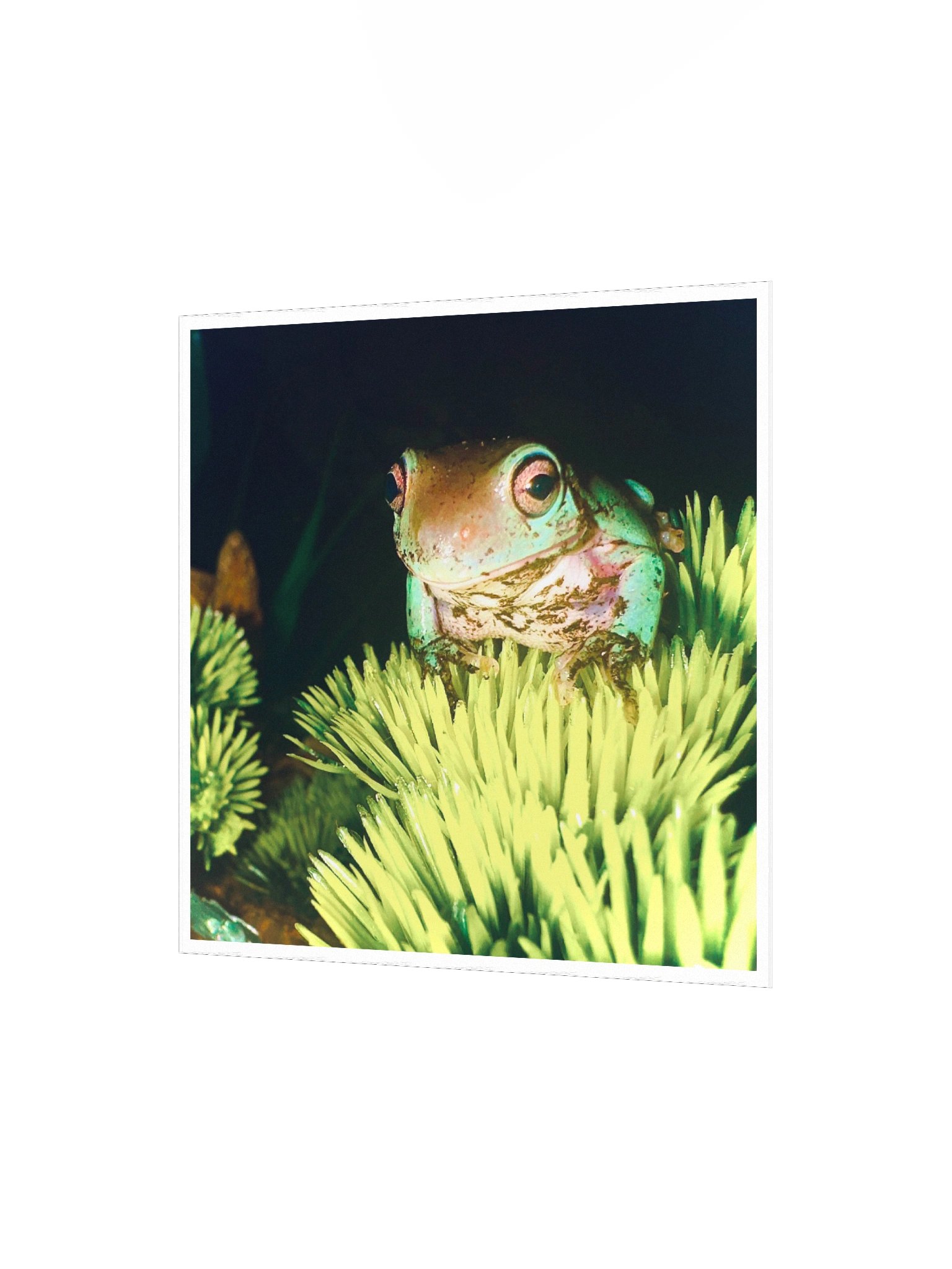 Pepe Poster product image (3)