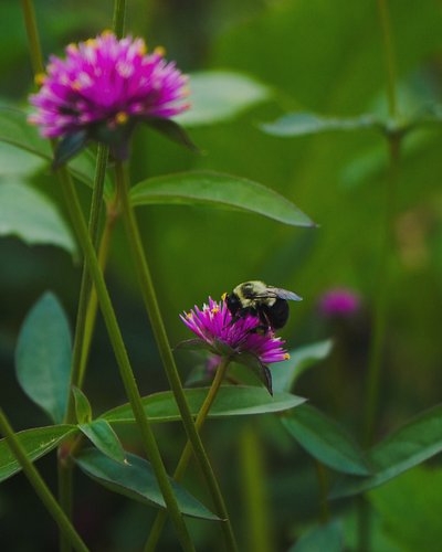 #🌸 #🐝