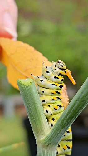 My Black Swallowtail caterpillar clip + this Tasmanian devil audio = 🤯 (it lined up perfectly)

That bright orange forked thi...