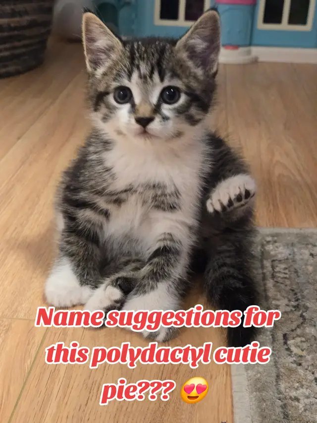 Got this little one today and the girls and I have been trying to decide on a name. 6 toes on each foot. Massive paws. She's a little sweet Princess. #catsoftiktok #polydactylcat #toebeans 