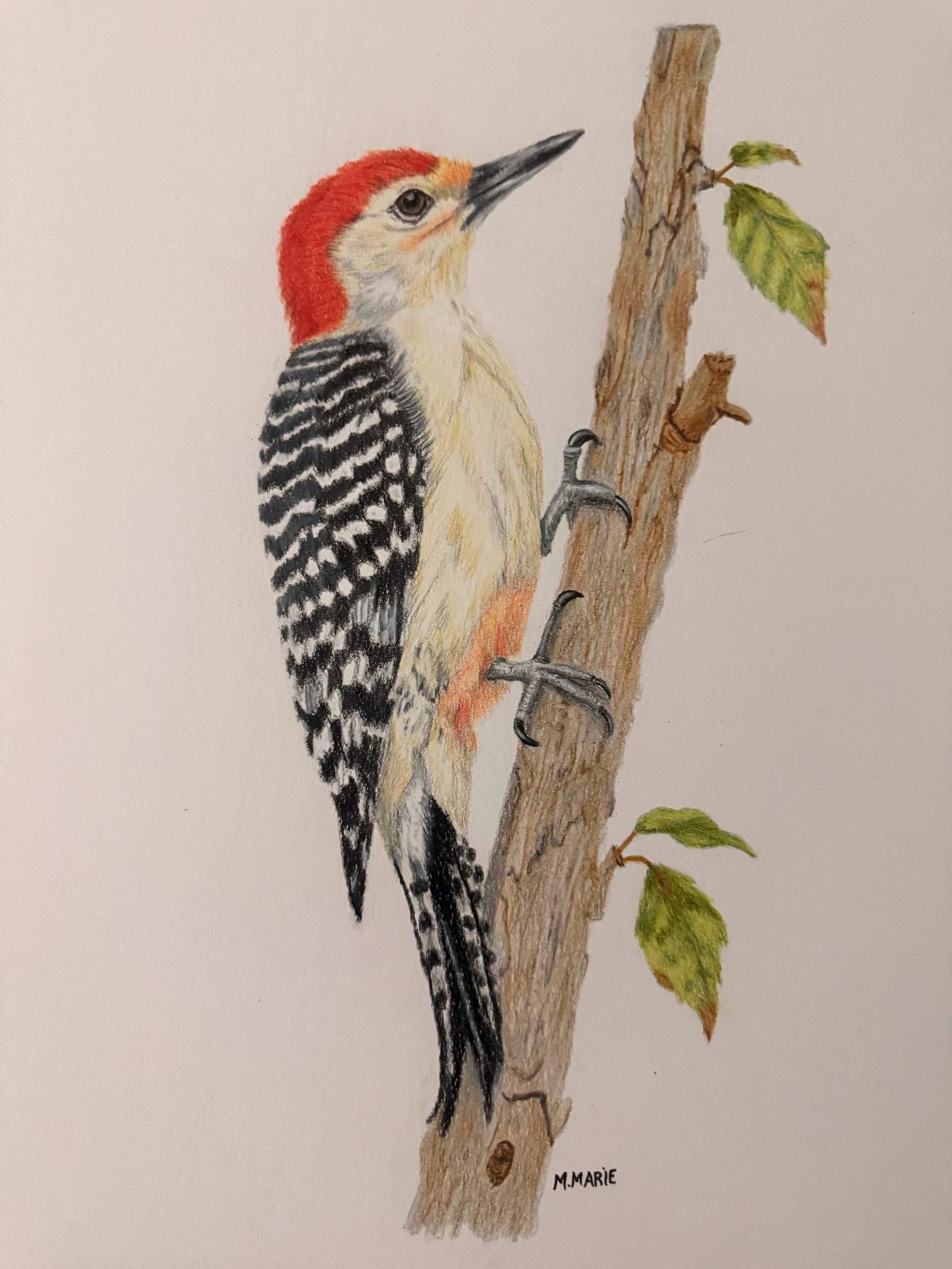 Red-Bellied Woodpecker — Original Colored Pencil Drawing product image (2)