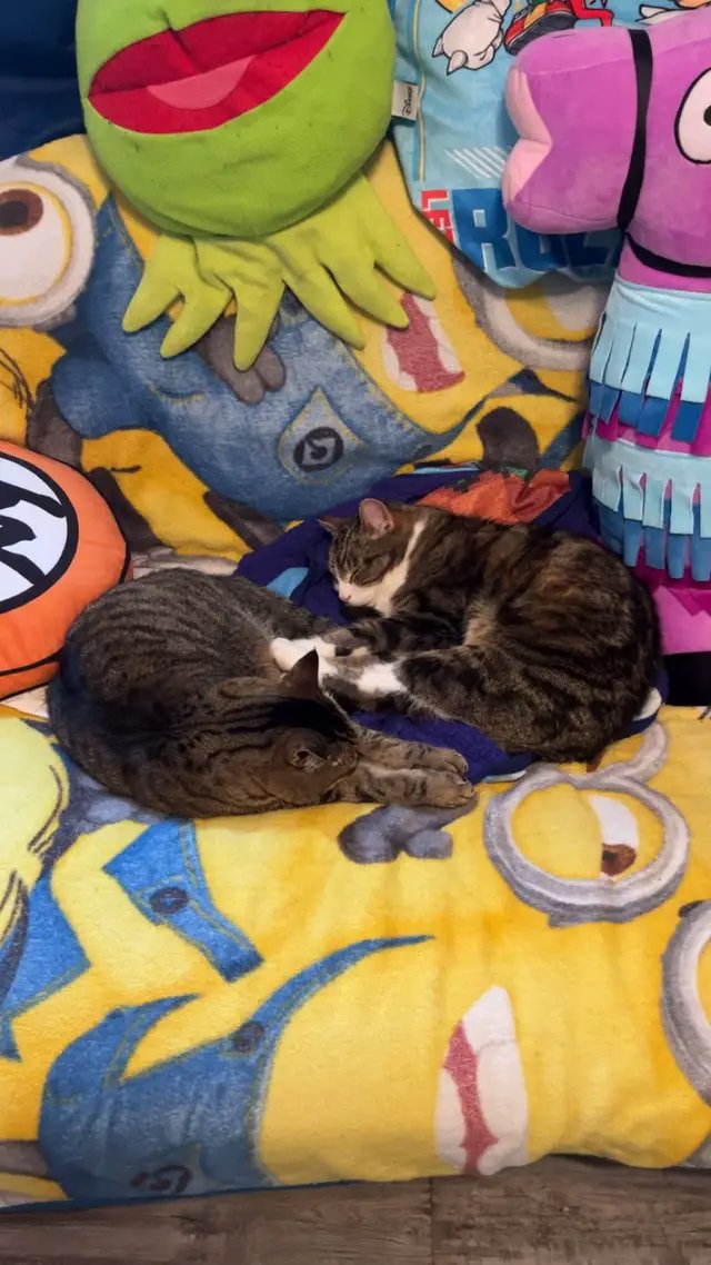Happy National Cat Day!!! 🐱😸🐈🐈‍⬛