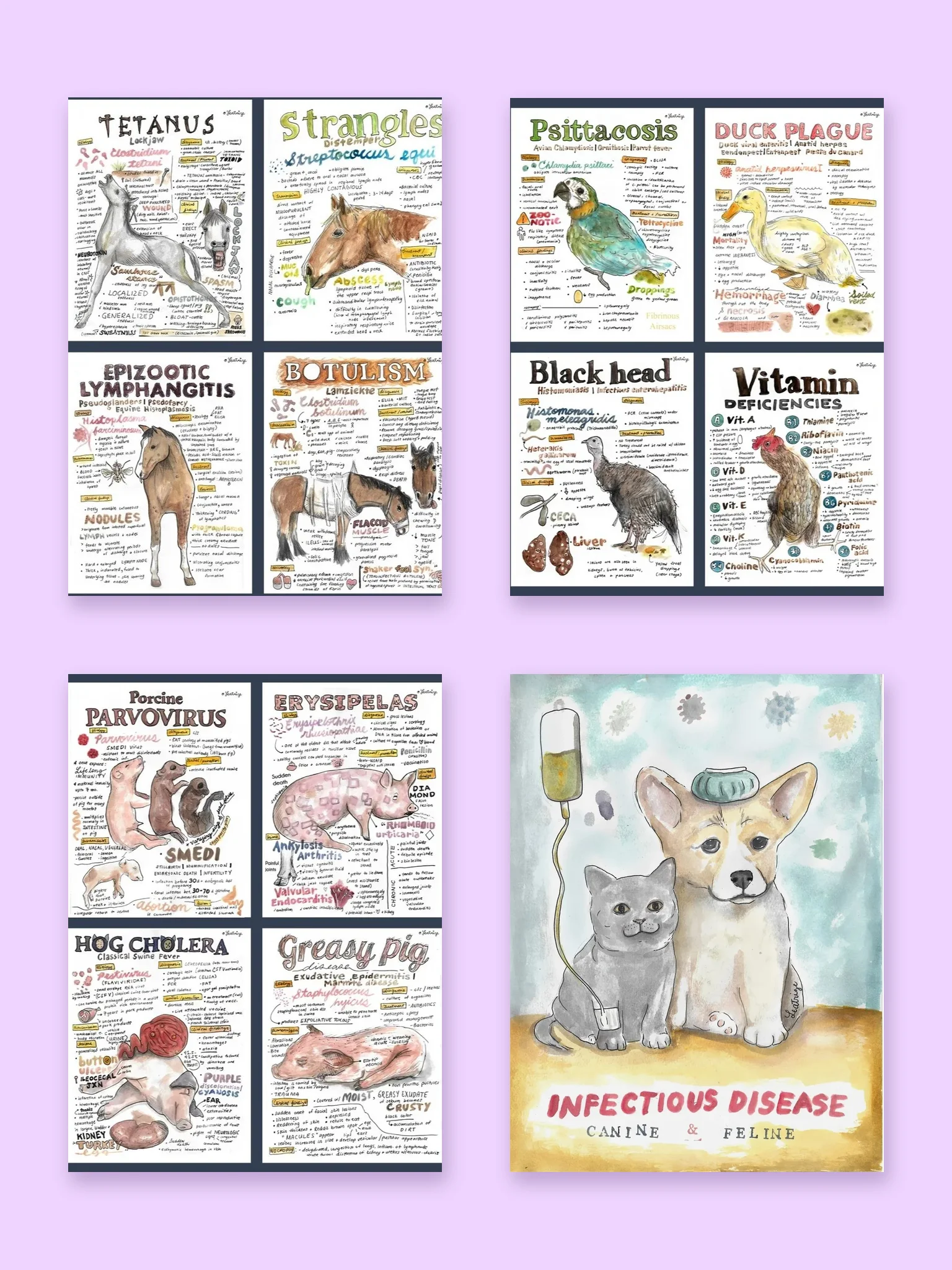 Animal Disease Vet Notes Bundle (PDF Downloads) product image (1)