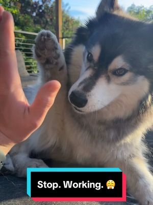 The dishes can wait. 🐺🥹🥰 #siberianderpskies #husky #siberianhusky #dogsoftiktok #huskiesoftiktok 