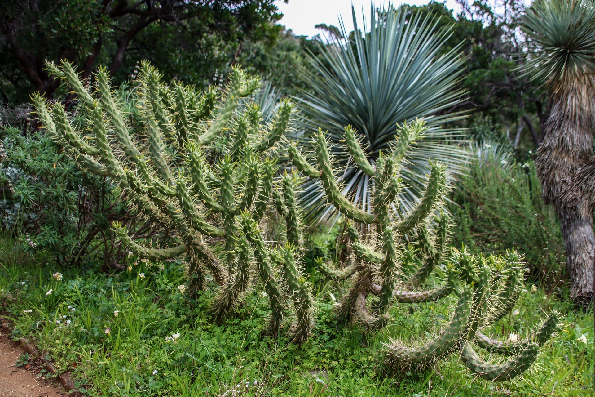 Fine Art – The Whispering Thorns 🌿🌫️ product image (1)