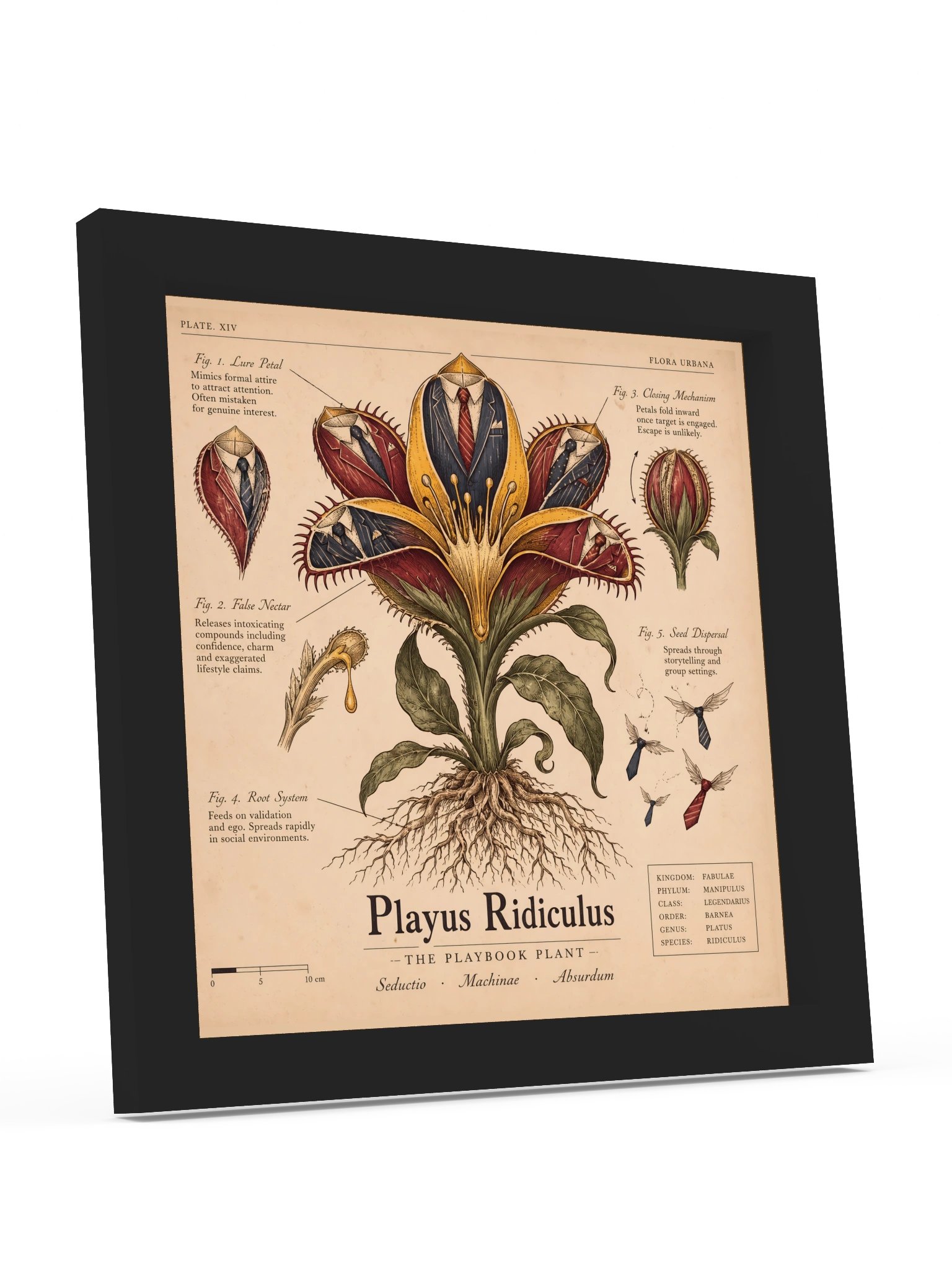 The Playbook Plant — Playus Ridiculus product image (6)