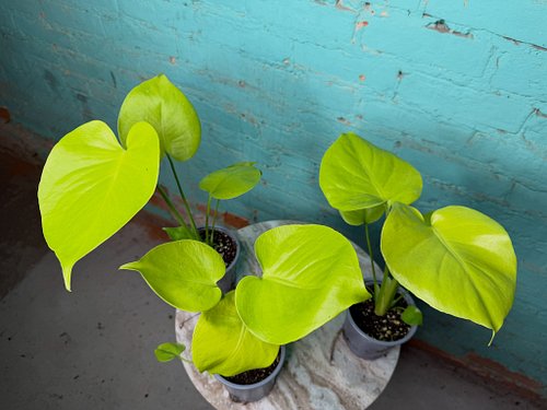 Monstera Lemon Lime

Lemon Lime is one of those Monsteras that is only going to get better the longer you grow it. The entire...