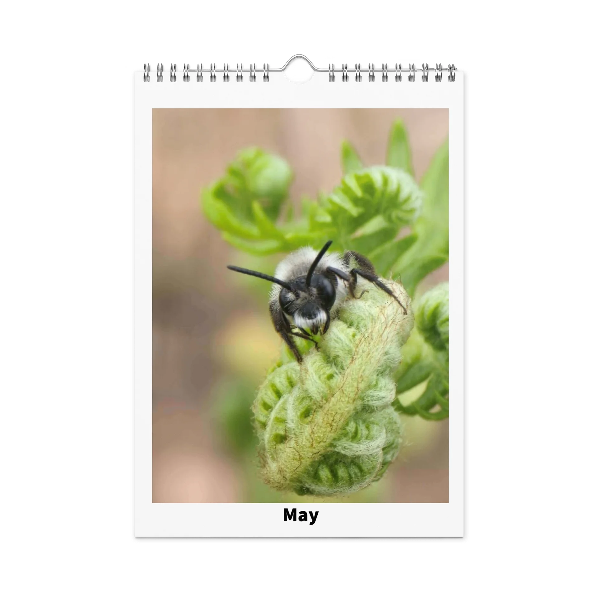 Ian's Insect Calendar product image (10)