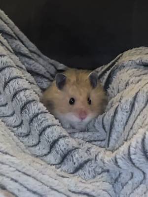 POV: when he just sits there #hamster #cute #pets #animals #foryoupage 