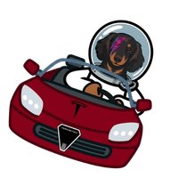 Bowie I Elon's First Dog | SpaceX Dog