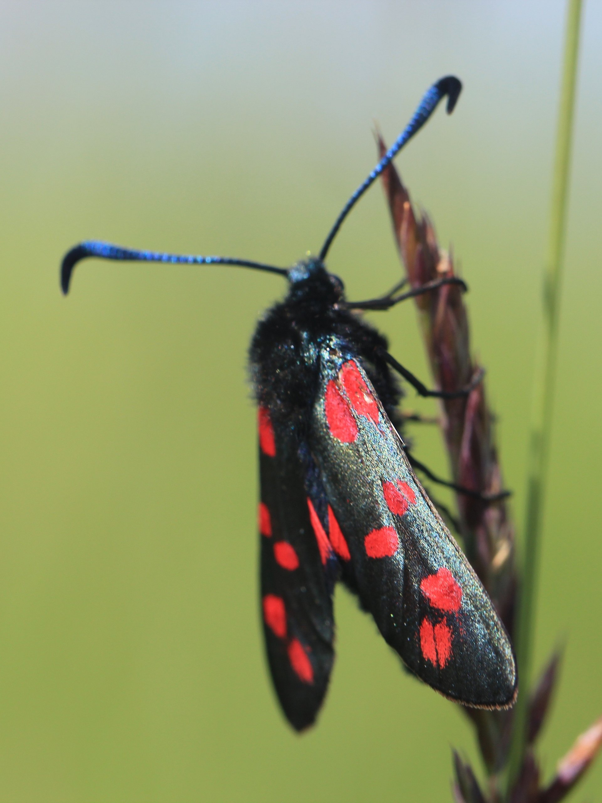 Critters Image Collection product image (8)