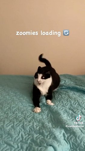 error 404 ⚠️try turning the cat off and on again 

TT // @caitlinisforfun
