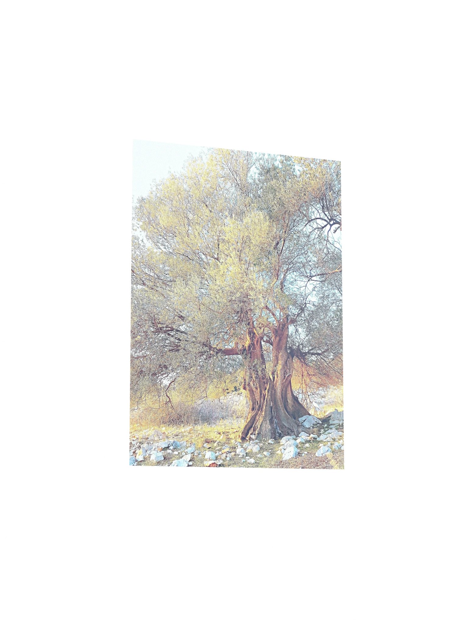 Olie tree matte poster product image (9)