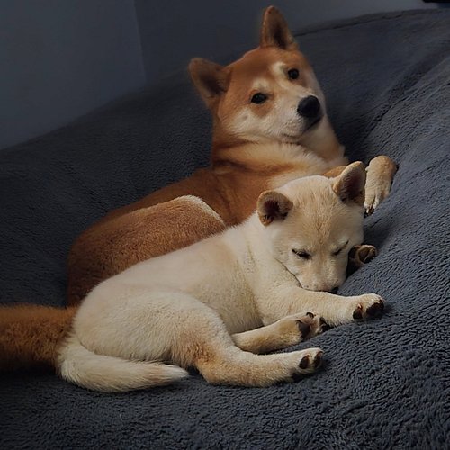 Some good Snuggle happenin