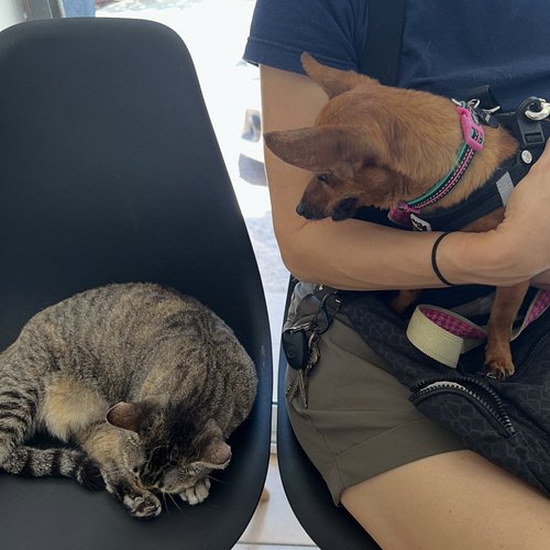 Chuiquitin has an appointment with the vet to check his heart. Please send him good vibes 🤗
