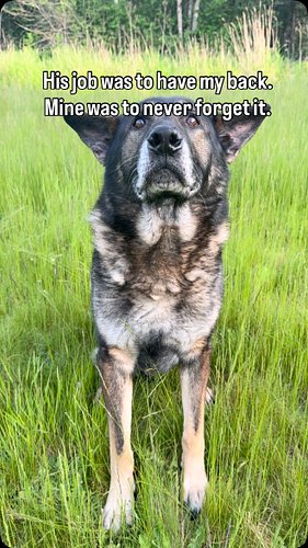 Never will change 

#k9arlo #dogsofinstagram #dog #dogs #puppy