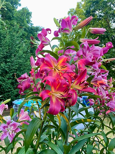 I am enjoying the visit and spending time in my daughter's yard/garden 💙 #portlandsummer #flowergarden
