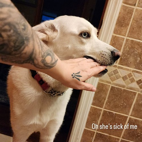 Someone dial paw one one she has a problem... it's being too cute.

/|\

#doggo