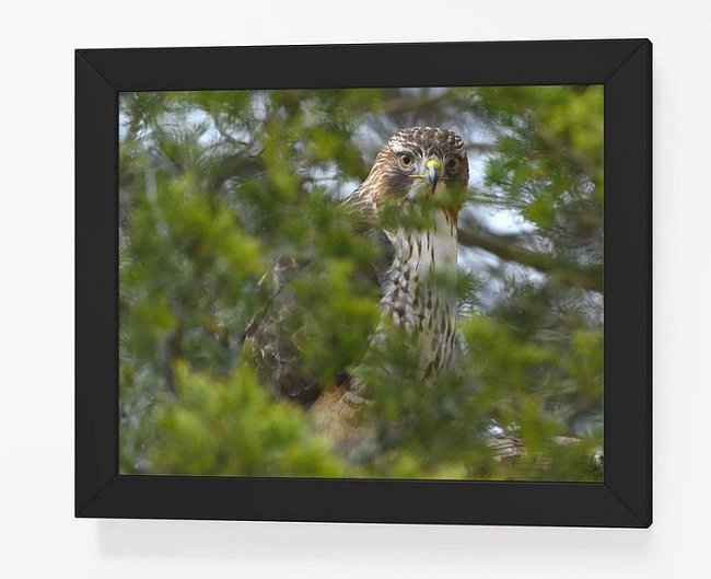 Wildlife Prints