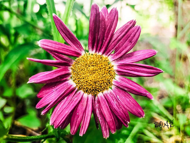 Fred the Flower product image (2)