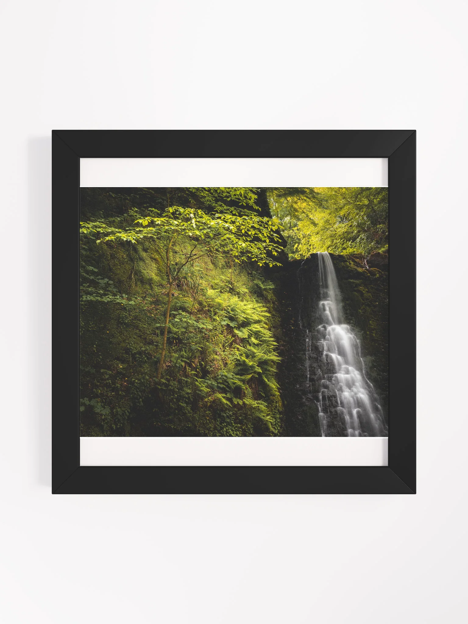 Falling Foss Sapling product image (3)