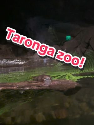 Australia has been wonderful to visit, I went to the #tarongazoo  and the animals were so lively! Can’t wait to come back and explore more!!  #travel #fyp #foryoupage #australia 