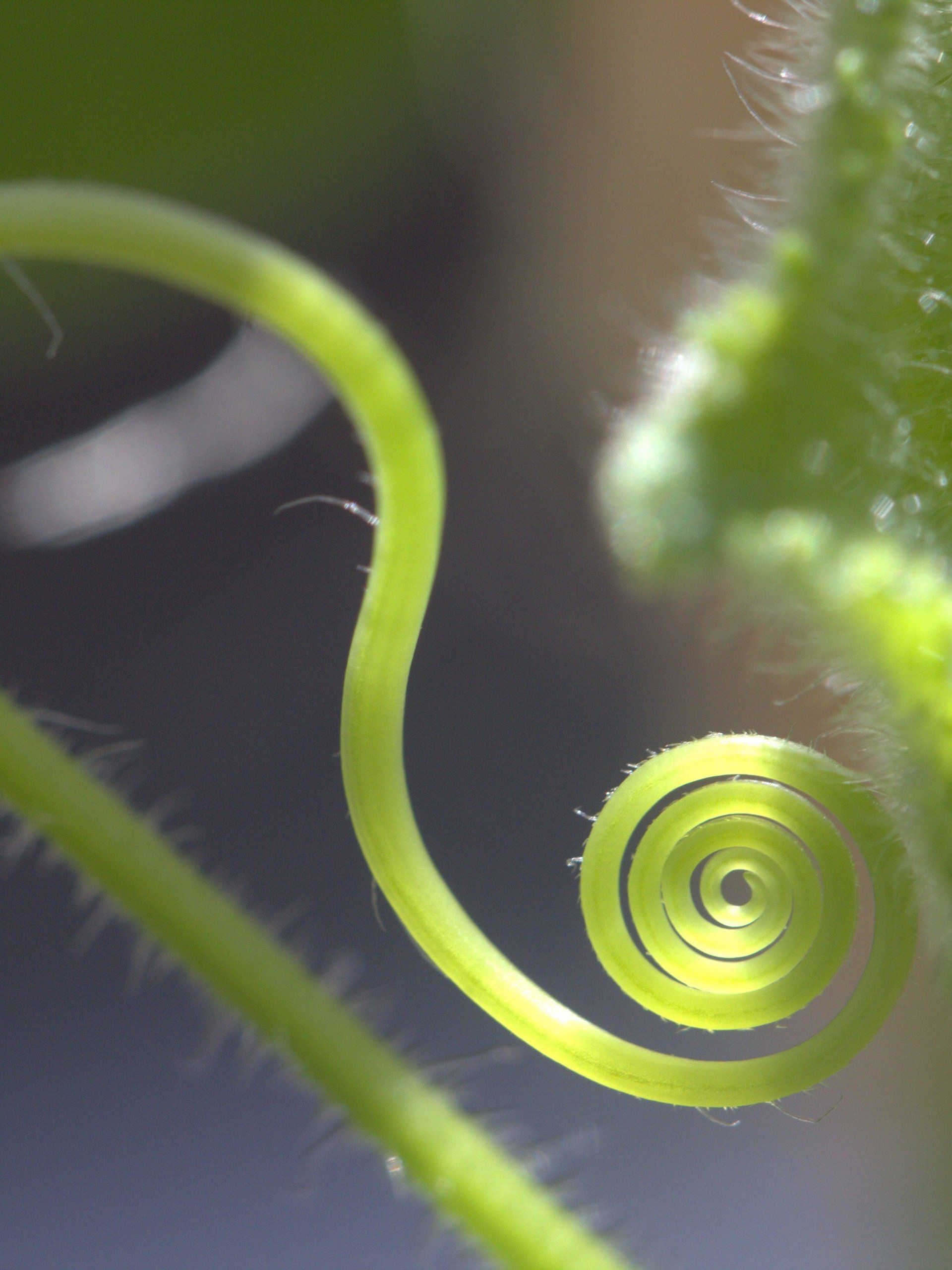 Abstract Image Collection product image (6)