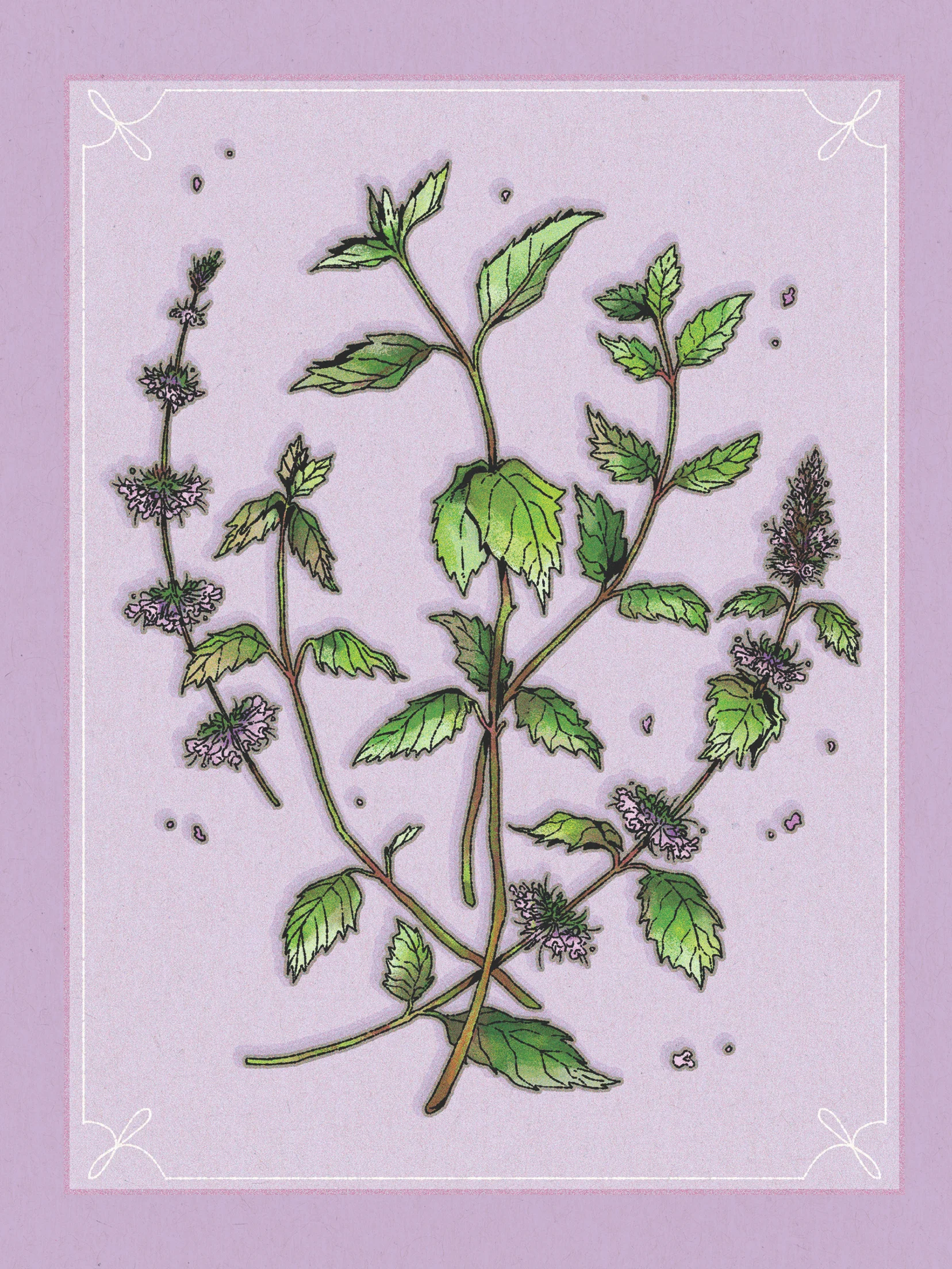 Botanical Prints product image (5)