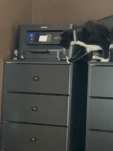 It’s so hard to be a cat these days… #tennyson #cats #instagram #socal #printer