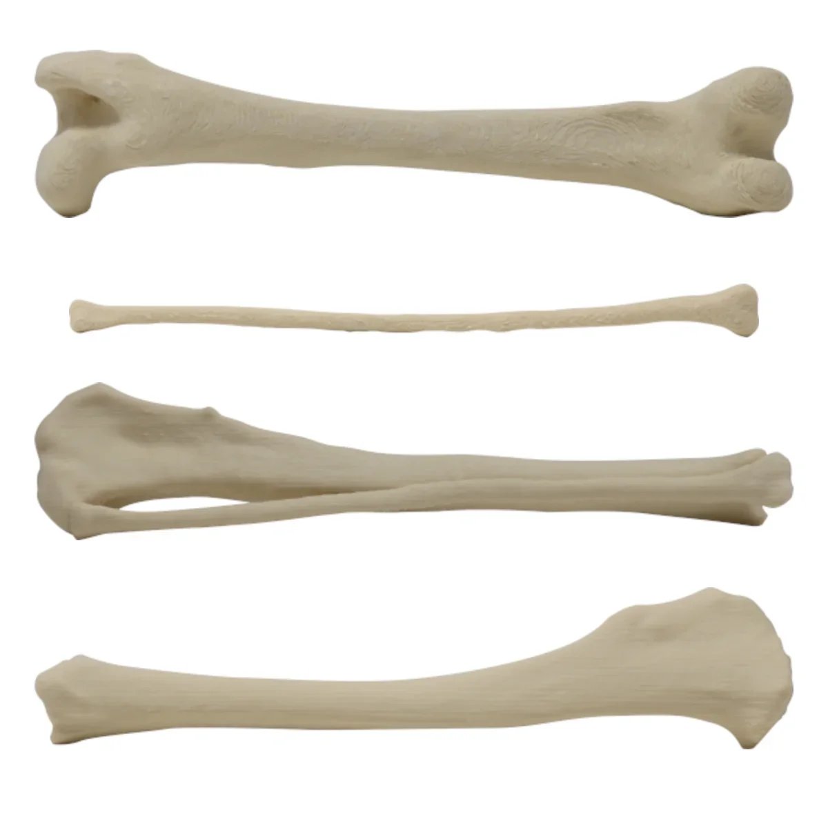Canine Bone Models product image (2)