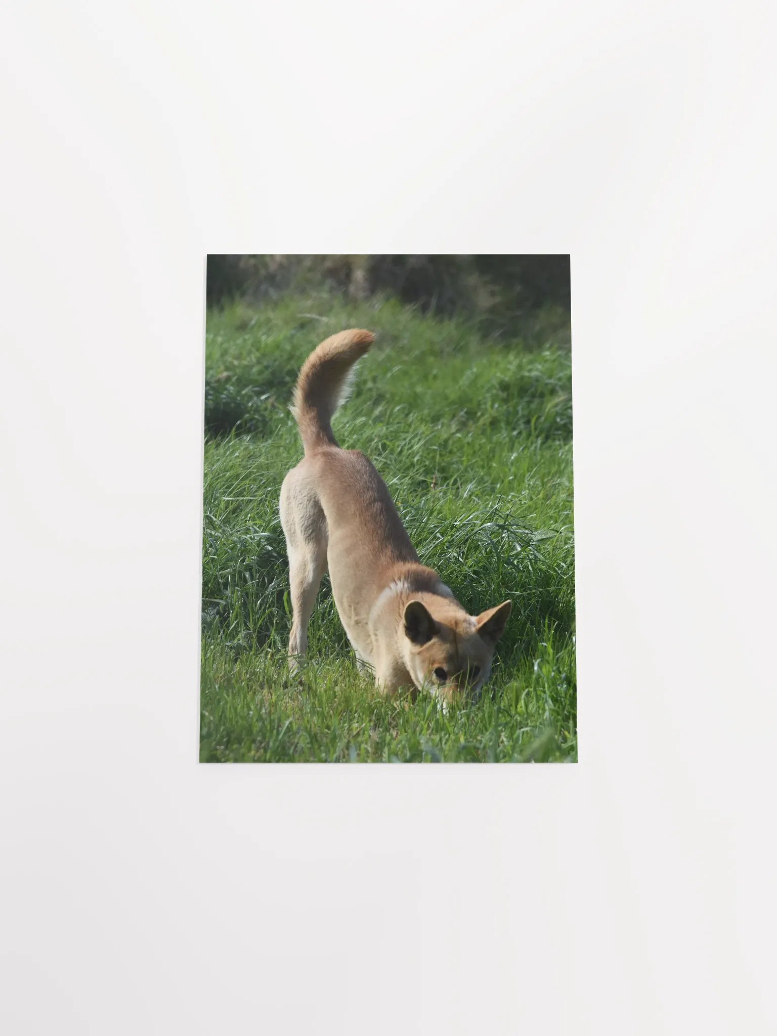 Dingo - 1 product image (4)