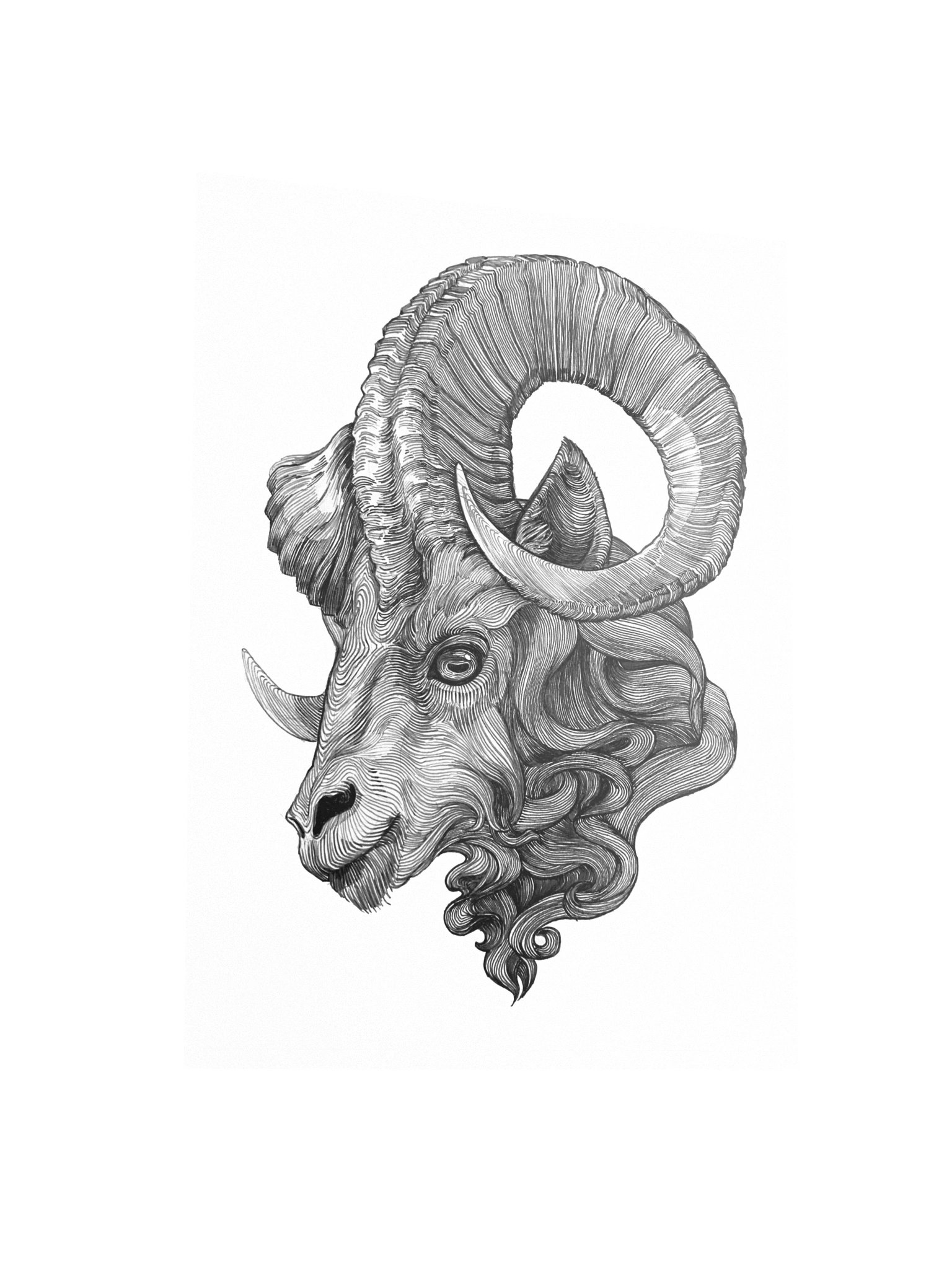 Inktober art. “Ram” (Poster) product image (3)