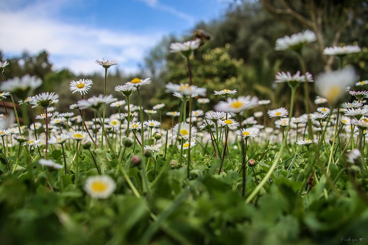 🌼 Fine Art – The living ones in early light product image (1)