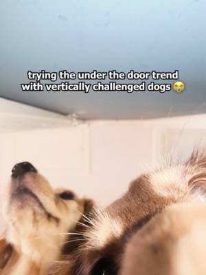 Pea lost interest when she realised it wasn't food 😅 #dachshund #dog #dogsoftiktok #cutedog #fyp
