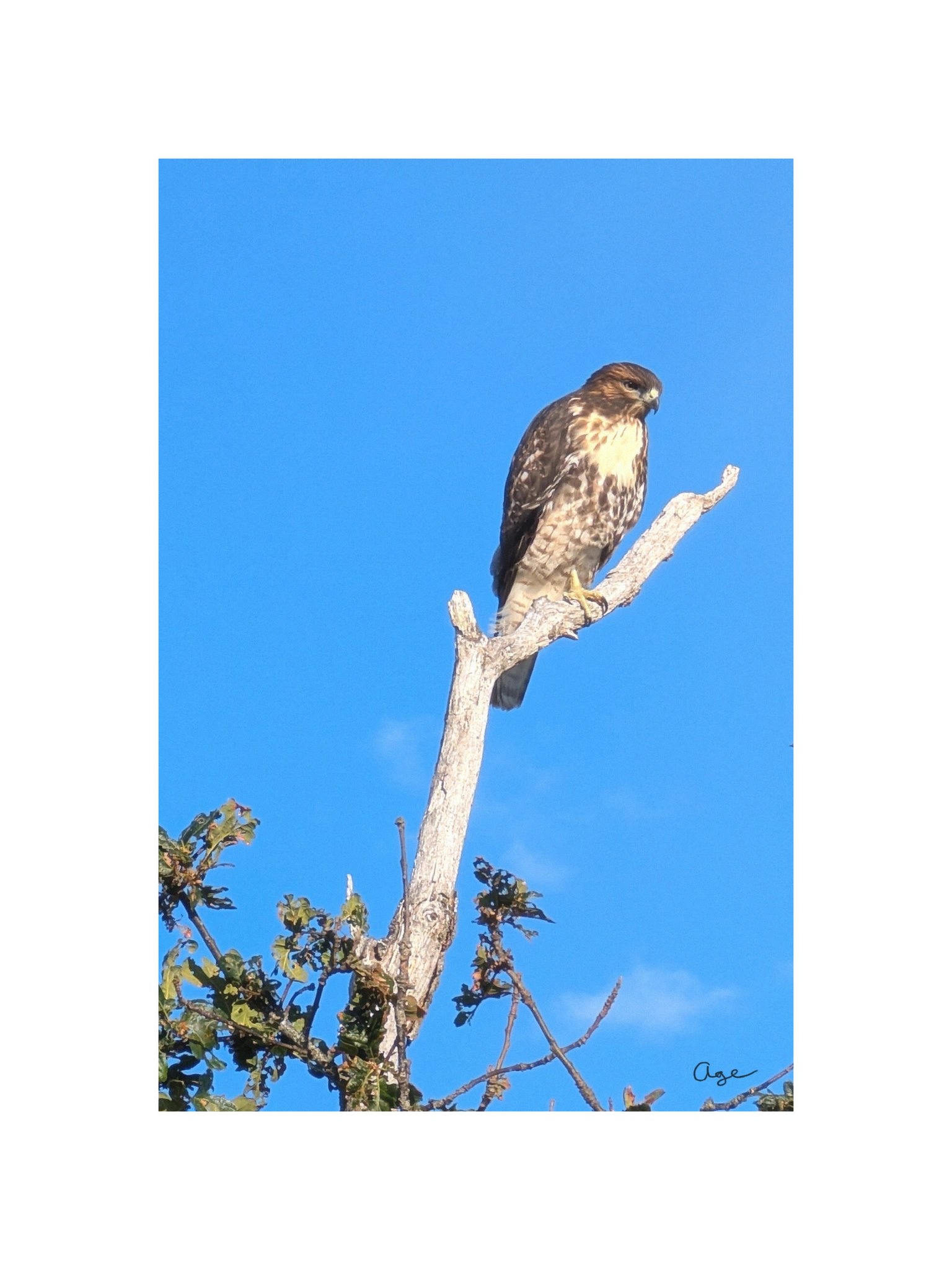 The Sentinel - Fine Art Print product image (1)