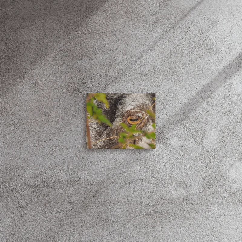Sheep Eye product image (2)