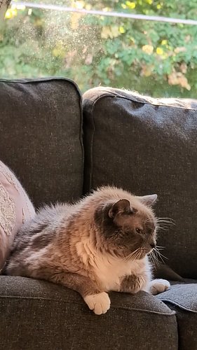 So nice 🩷🩷🩷

#astrudgilberto #adoptdontshop #catsofinstagram #romeo #selfcare